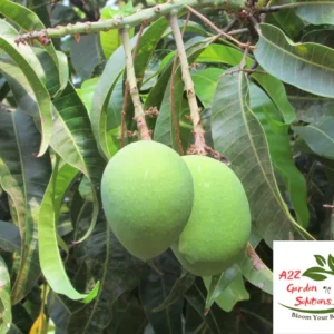 Fresh Kesar Mangoes | Indian Mangoes | 100% Naturally Grown | Grown in Florida | Healthy Living