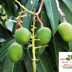 Fresh Carrie Mangoes | 100% Naturally Grown | Grown in Florida | Healthy Living