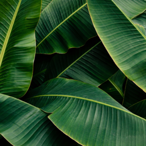 Banana Farm-Fresh Leaves |24"-48” long | 12"-18” Wide | 100% Naturally Grown | Grown in Florida | Healthy Living