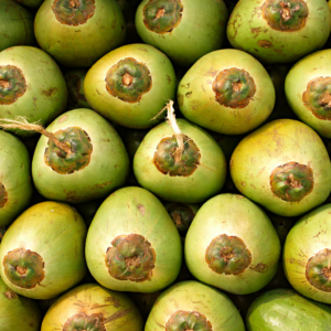 Pre-Order Whole Green Coconut | Farm-Fresh Delivery After July 20th | 100% Naturally Grown | Grown in Florida | Healthy Living