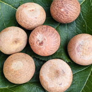 Whole Dried Betel Nuts/Seeds | Areca Nuts | Without Shell | Healthy Living | Fast Shipping