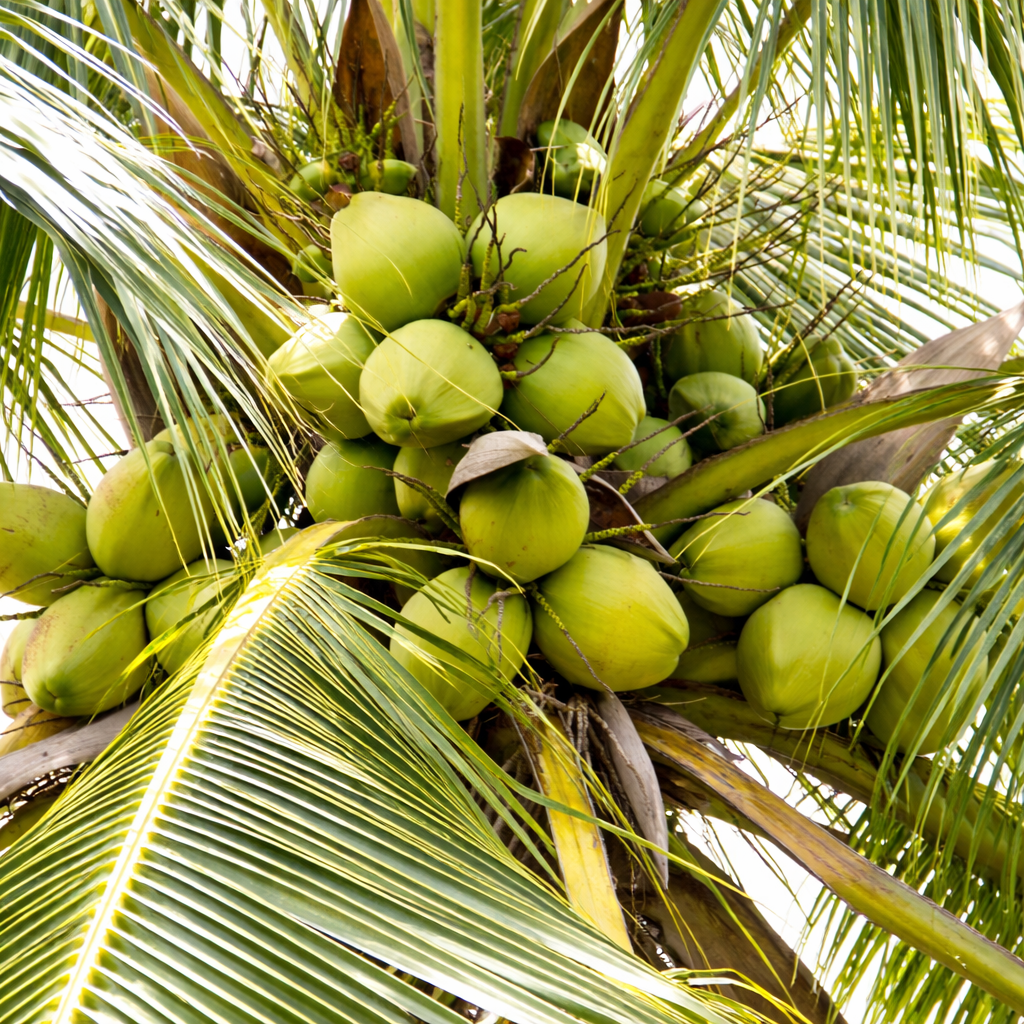 Pre-Order Whole Green Coconut | Farm-Fresh Delivery After July 20th | 100% Naturally Grown | Grown in Florida | Healthy Living - Image 3