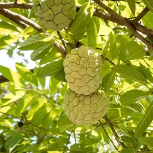Pre-Order for August| Fresh Custard Apple | Farm-Fresh Sugar Apple | 100% Naturally Grown | Grown in Florida | Healthy Living