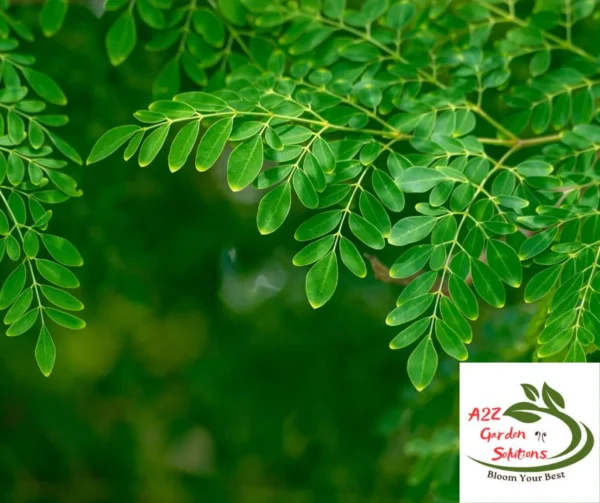 Moringa Farm-Fresh Leaves | 100% Naturally Grown | Grown in Florida | Healthy Living - Image 2