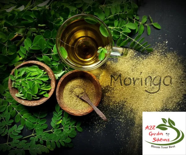 Moringa Farm-Fresh Leaves | 100% Naturally Grown | Grown in Florida | Healthy Living - Image 6