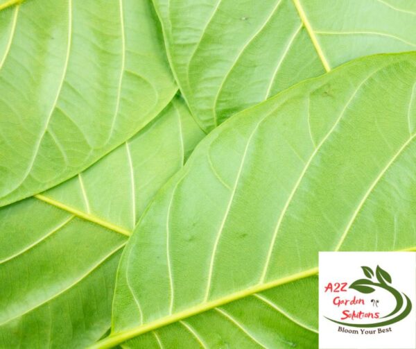 Jackfruit Farm-Fresh Leaves | 100% Naturally Grown | Grown in Florida | Healthy Living - Image 4