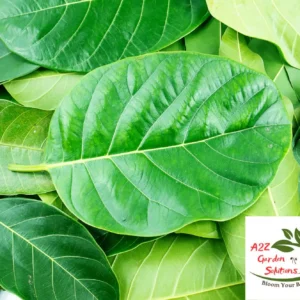 Jackfruit Farm-Fresh Leaves | 100% Naturally Grown | Grown in Florida | Healthy Living