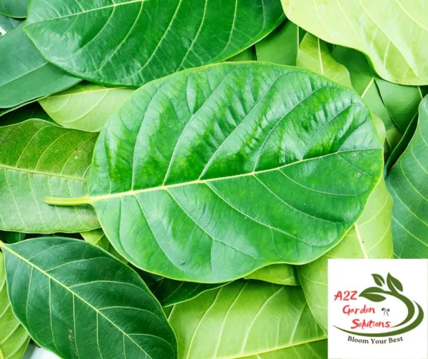 Jackfruit Farm-Fresh Leaves | 100% Naturally Grown | Grown in Florida | Healthy Living