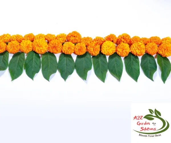 Mango Farm-Fresh Leaves | 100% Naturally Grown | Grown in Florida | Healthy Living - Image 4
