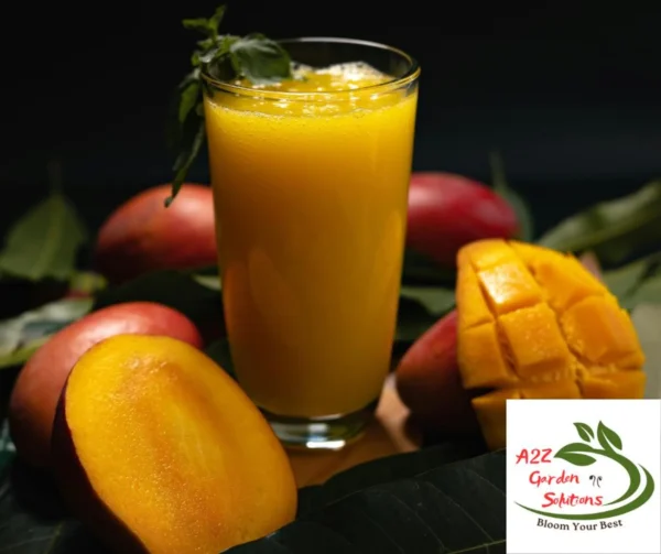 Mango Farm-Fresh Leaves | 100% Naturally Grown | Grown in Florida | Healthy Living - Image 5