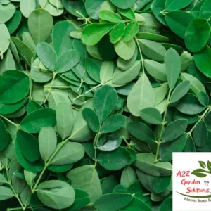 Moringa Farm-Fresh Leaves | 100% Naturally Grown | Grown in Florida | Healthy Living