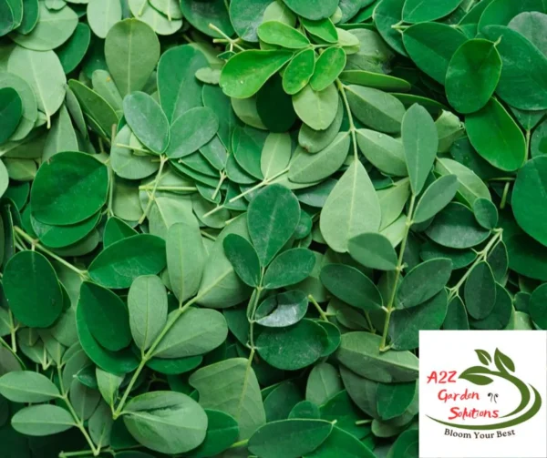 Moringa Farm-Fresh Leaves | 100% Naturally Grown | Grown in Florida | Healthy Living