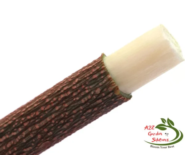 Neem Stick(Datoon) | Size 6” approx | Nature’s Toothbrush | 100% Naturally Grown | Grown in Florida | Healthy Living - Image 4