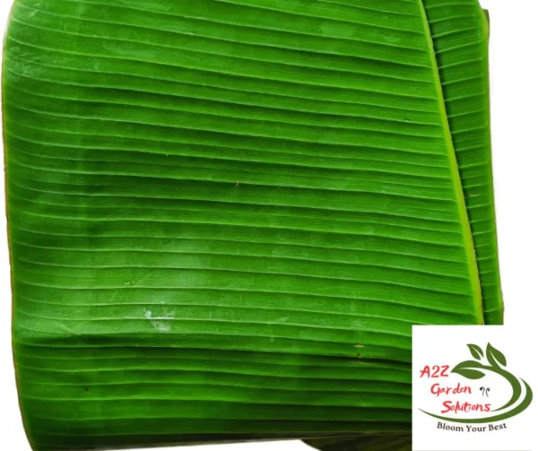 Banana Farm-Fresh Leaves |24"-48” long | 12"-18” Wide | 100% Naturally Grown | Grown in Florida | Healthy Living - Image 6
