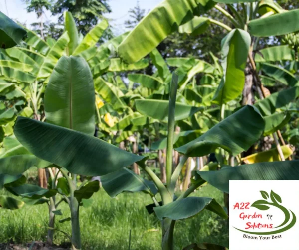 Banana Farm-Fresh Leaves |24"-48” long | 12"-18” Wide | 100% Naturally Grown | Grown in Florida | Healthy Living - Image 3