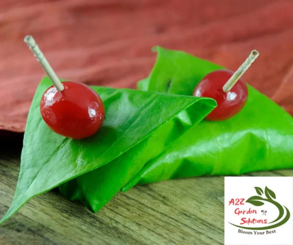 Betel Farm-Fresh Leaves | 100% Naturally Grown | Grown in Florida | Healthy Living - Image 4