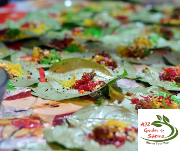 Betel Farm-Fresh Leaves | 100% Naturally Grown | Grown in Florida | Healthy Living - Image 3