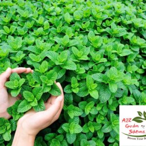 Mint Farm-Fresh Leaves | 100% Naturally Grown | Grown in Florida | Healthy Living