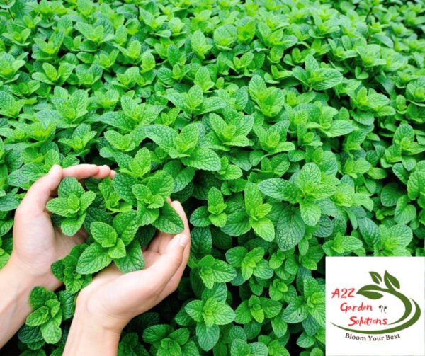 Mint Farm-Fresh Leaves | 100% Naturally Grown | Grown in Florida | Healthy Living