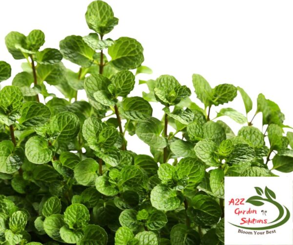 Mint Farm-Fresh Leaves | 100% Naturally Grown | Grown in Florida | Healthy Living - Image 2