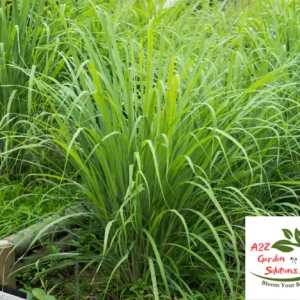 Lemongrass Farm-Fresh Leaves | 100% Naturally Grown | Grown in Florida | Healthy Living