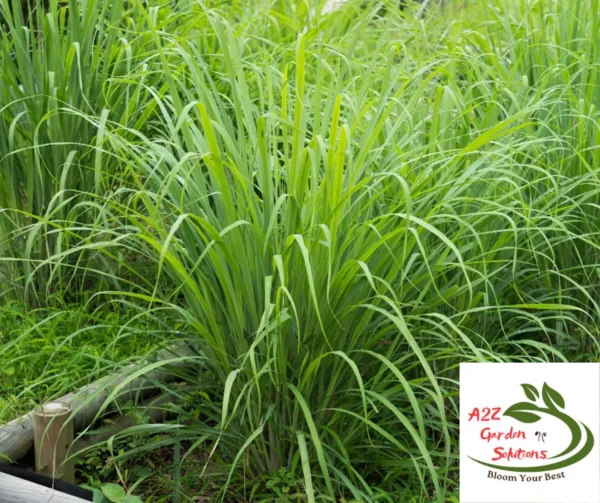 Lemongrass Farm-Fresh Leaves | 100% Naturally Grown | Grown in Florida | Healthy Living