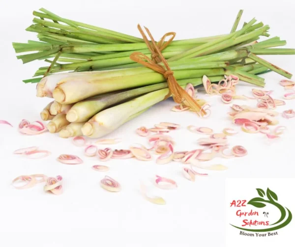 Lemongrass Farm-Fresh Leaves | 100% Naturally Grown | Grown in Florida | Healthy Living - Image 3