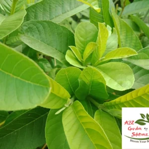Guava Farm-Fresh Leaves | 100% Naturally Grown | Grown in Florida | Healthy Living