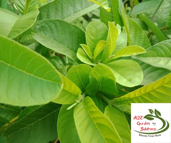 Guava Farm-Fresh Leaves | 100% Naturally Grown | Grown in Florida | Healthy Living