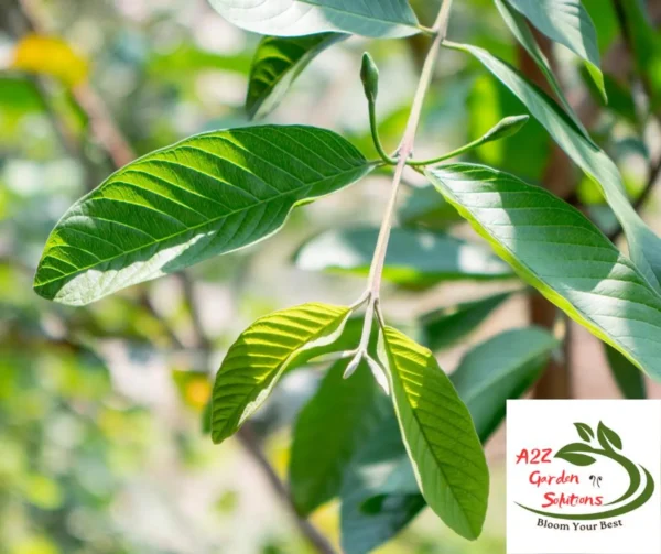 Guava Farm-Fresh Leaves | 100% Naturally Grown | Grown in Florida | Healthy Living - Image 3
