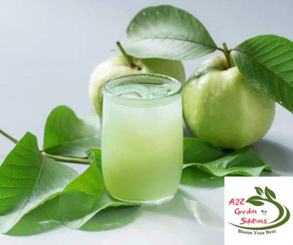 Guava Farm-Fresh Leaves | 100% Naturally Grown | Grown in Florida | Healthy Living - Image 7