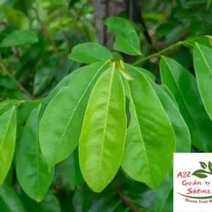 Custard Apple Farm-Fresh Leaves | 100% Naturally Grown | Grown in Florida | Healthy Living