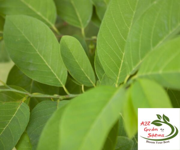 Custard Apple Farm-Fresh Leaves | 100% Naturally Grown | Grown in Florida | Healthy Living - Image 3