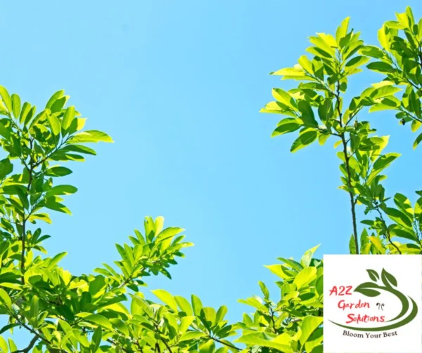 Custard Apple Farm-Fresh Leaves | 100% Naturally Grown | Grown in Florida | Healthy Living - Image 5