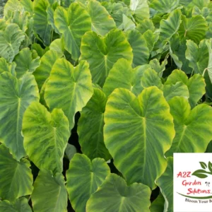 Patra(Colocasia) Farm-Fresh Leaves | 100% Naturally Grown | Grown in Florida | Healthy Living