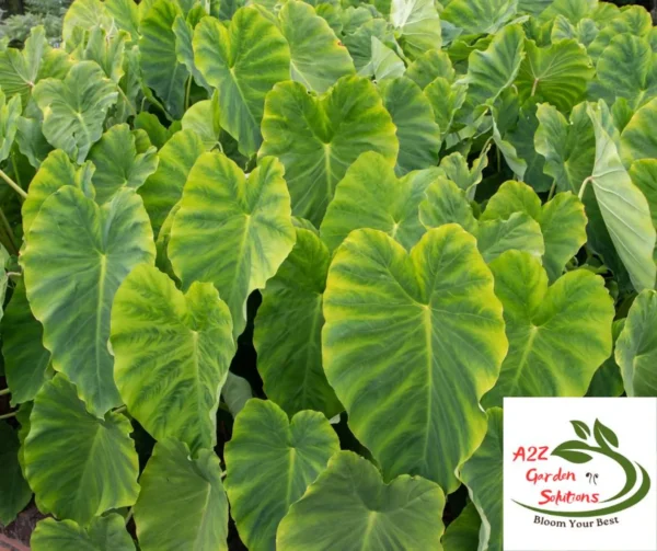 Patra(Colocasia) Farm-Fresh Leaves | 100% Naturally Grown | Grown in Florida | Healthy Living