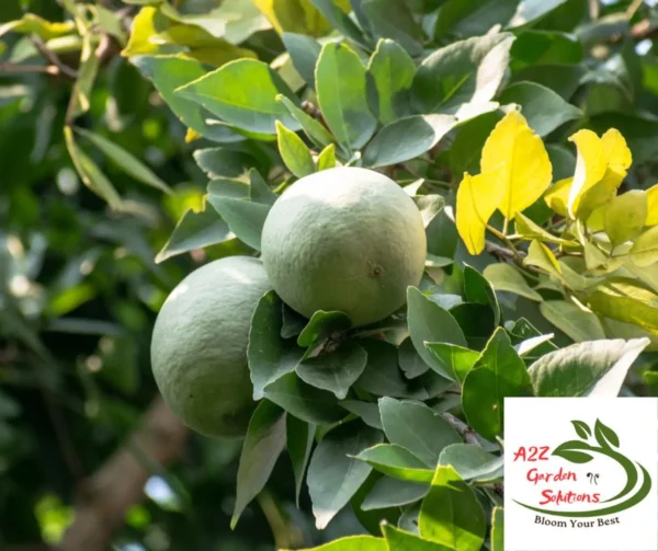 Bael | Bilva Patra | Aegle Marmelos Farm-Fresh Leaves | 100% Naturally Grown | Grown in Florida | Healthy Living - Image 3