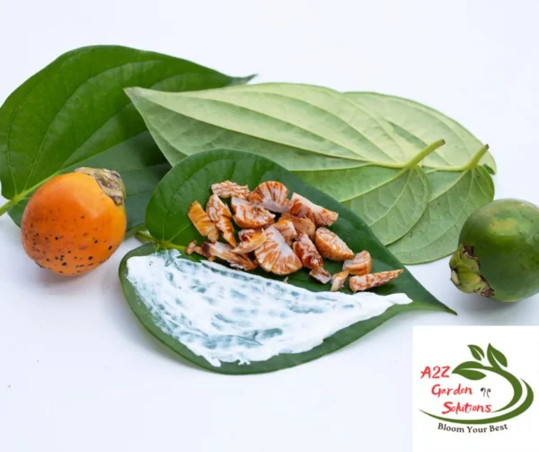 Whole Dried Betel Nuts/Seeds | Areca Nuts | Without Shell | Healthy Living | Fast Shipping - Image 5