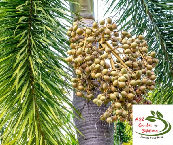 Whole Dried Betel Nuts/Seeds | Areca Nuts | Without Shell | Healthy Living | Fast Shipping - Image 3