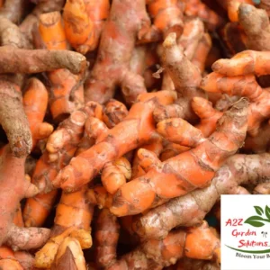 Fresh Turmeric Root | 100% Naturally Grown | Grown in Florida | Healthy Living