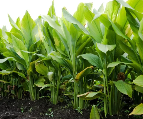Fresh Turmeric Root | 100% Naturally Grown | Grown in Florida | Healthy Living - Image 2