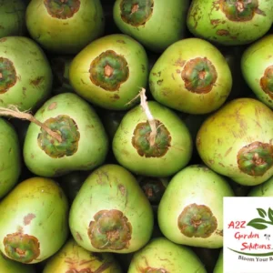 Pre-Order Whole Green Coconut | Farm-Fresh Delivery After July 20th | 100% Naturally Grown | Grown in Florida | Healthy Living