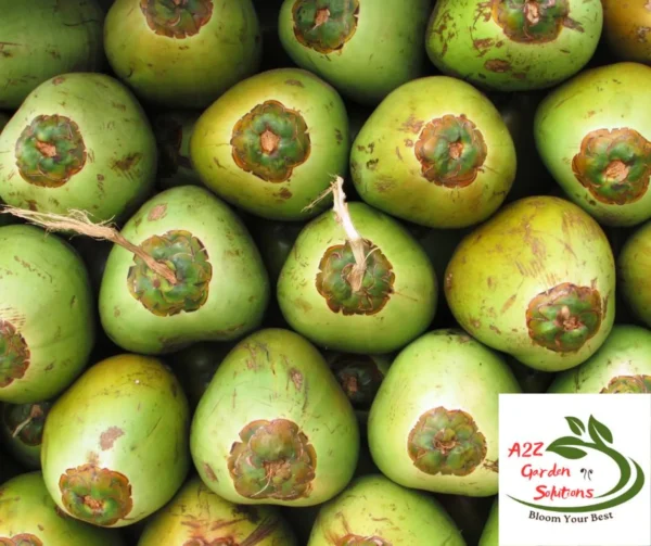 Pre-Order Whole Green Coconut | Farm-Fresh Delivery After July 20th | 100% Naturally Grown | Grown in Florida | Healthy Living