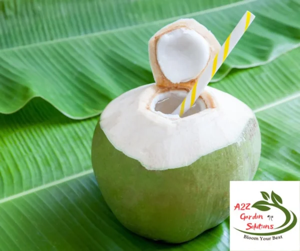 Pre-Order Whole Green Coconut | Farm-Fresh Delivery After July 20th | 100% Naturally Grown | Grown in Florida | Healthy Living - Image 4