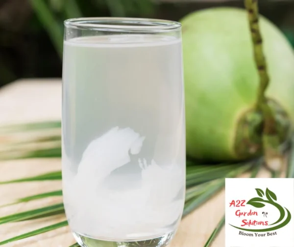 Pre-Order Whole Green Coconut | Farm-Fresh Delivery After July 20th | 100% Naturally Grown | Grown in Florida | Healthy Living - Image 5