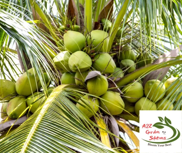 Pre-Order Whole Green Coconut | Farm-Fresh Delivery After July 20th | 100% Naturally Grown | Grown in Florida | Healthy Living - Image 2