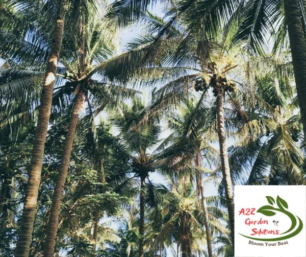 Pre-Order Whole Green Coconut | Farm-Fresh Delivery After July 20th | 100% Naturally Grown | Grown in Florida | Healthy Living - Image 3