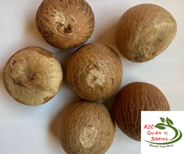 Whole Dried Betel Nuts/Seeds | Areca Nuts | Without Shell | Healthy Living | Fast Shipping - Image 2