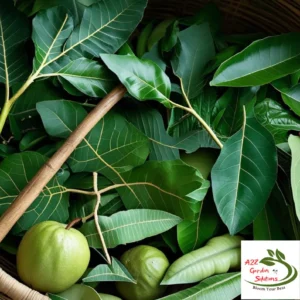 Symphony of Farm-Fresh Leaves | 100% Naturally Grown | Grown in Florida | Healthy Living