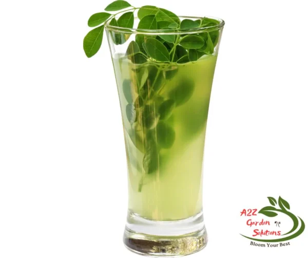 Moringa Farm-Fresh Leaves | 100% Naturally Grown | Grown in Florida | Healthy Living - Image 4